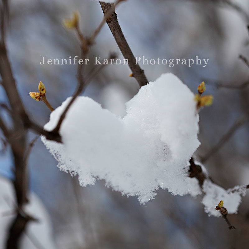 snowlove